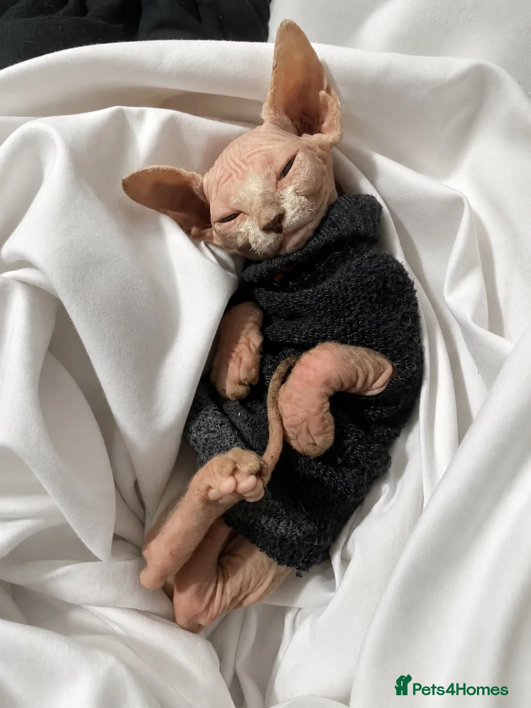Sphynx cats for sale: Beautiful odd-eyed sphynx  in Manchester - Advert 2