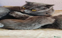 British Shorthair cats for sale: ❤️Gorgeous Scottish Fold/Straight kittens❤️ - Image 32