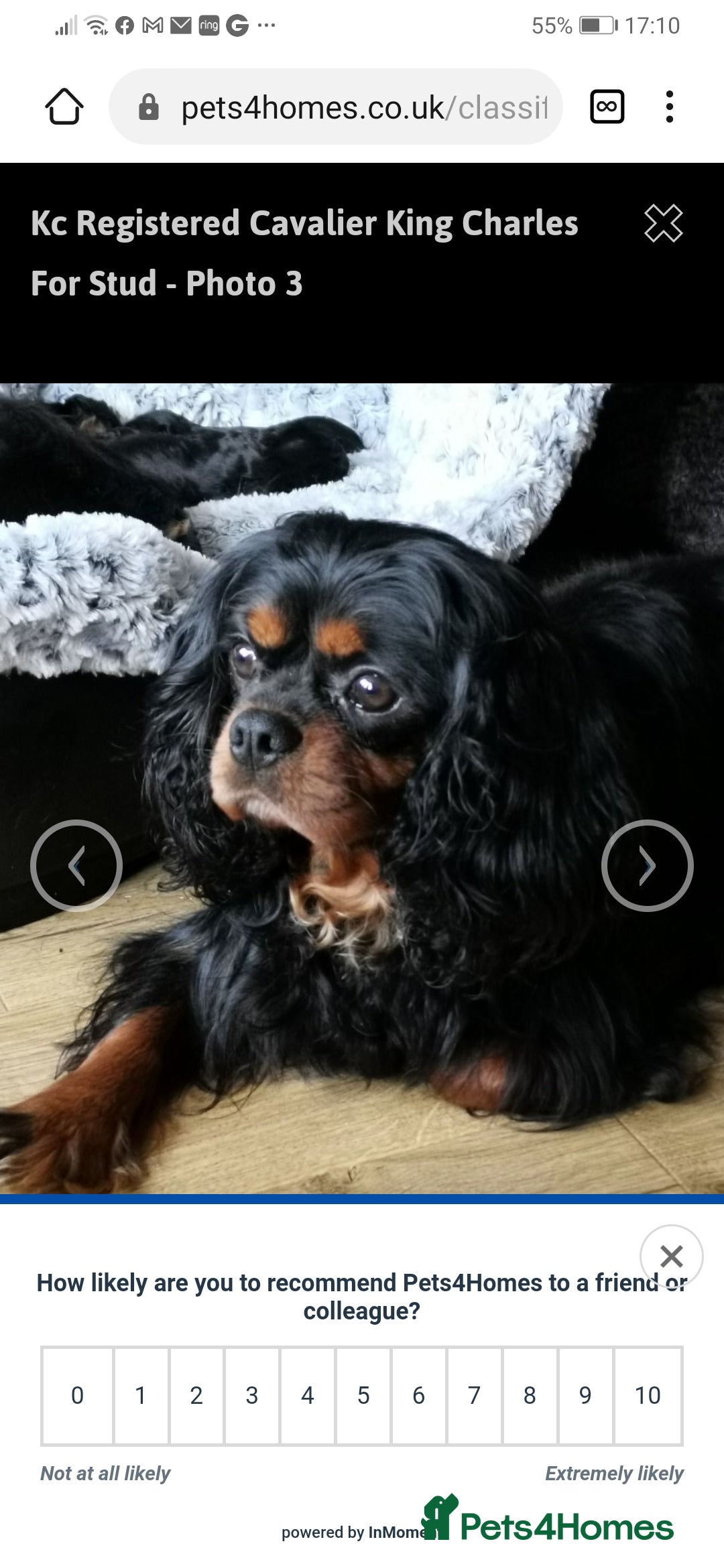 Cavalier King Charles Spaniel dogs 4 cavalier King Charles available for stud in Sheffield - Advert 2