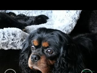 Cavalier King Charles Spaniel dogs in Sheffield - Advert 1