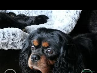 Cavalier King Charles Spaniel dogs 4 cavalier King Charles available for stud in Sheffield - Advert 7