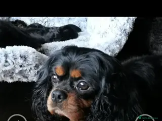 Cavalier King Charles Spaniel dogs 4 cavalier King Charles available for stud in Sheffield - Advert 3