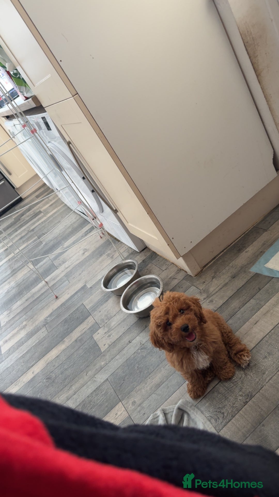 Cavapoo dogs for sale: 6 month old cavapoo (Cora) - Image 2