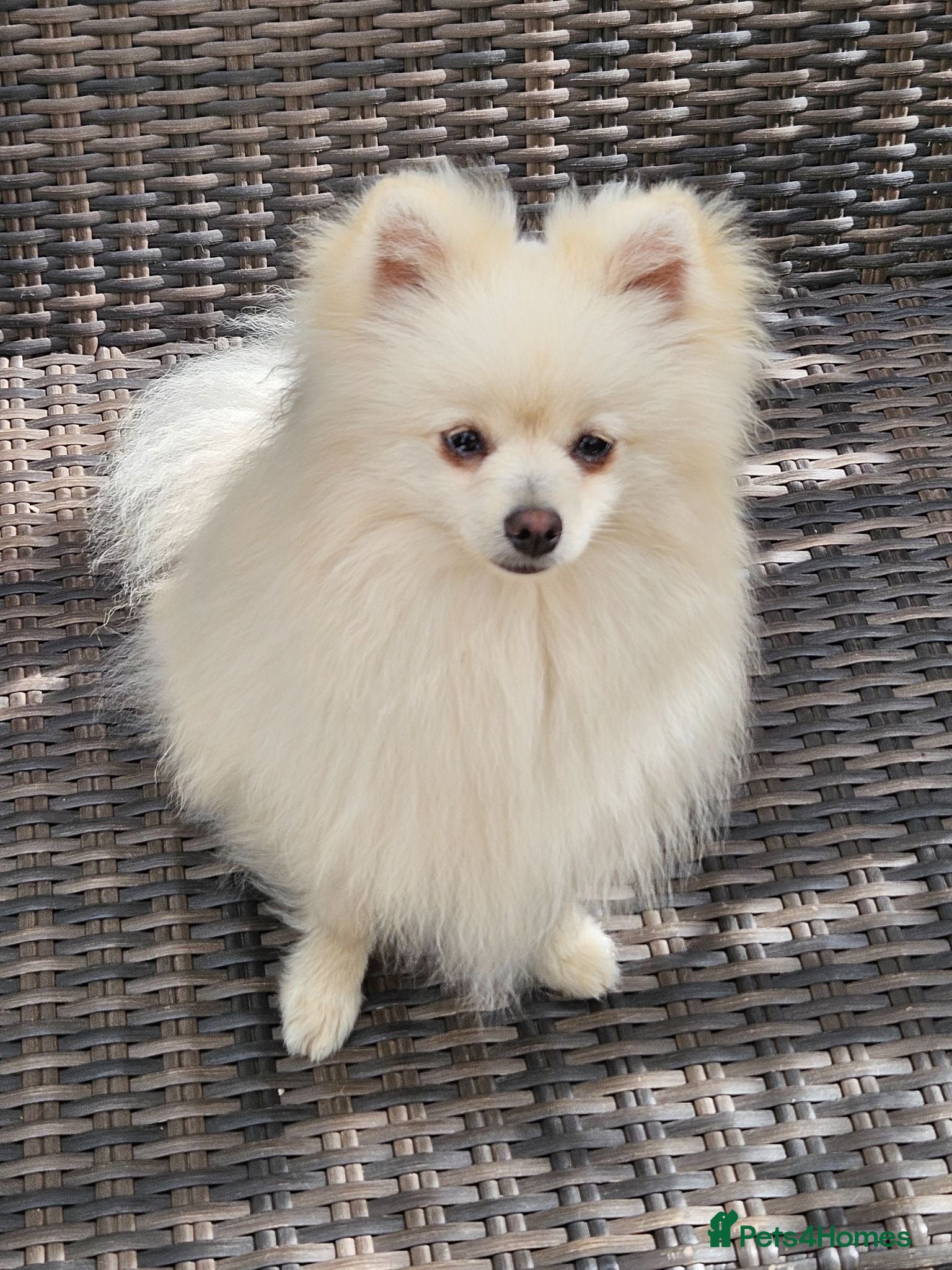 Pomeranian dogs Fluffy creamywhite Pomeranian boy for sale - Advert 1