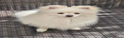 Pomeranian dogs for sale: Fluffy creamywhite Pomeranian boy for sale in Crediton - Advert 1