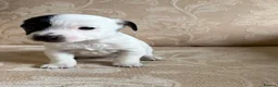 Jack Russell dogs for sale: Old fashioned pocket Jack Russell  in Gillingham - Advert 4