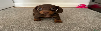 Dachshund Puppy 3