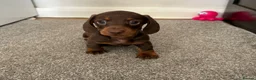 Dachshund dogs for sale: 🐾 Super Cute Sausage Dog Puppies! 🐾 in London - Advert 5
