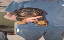 Miniature Dachshund dogs for sale: Beautiful Miniature Dauschaund  in Bradford - Image 3