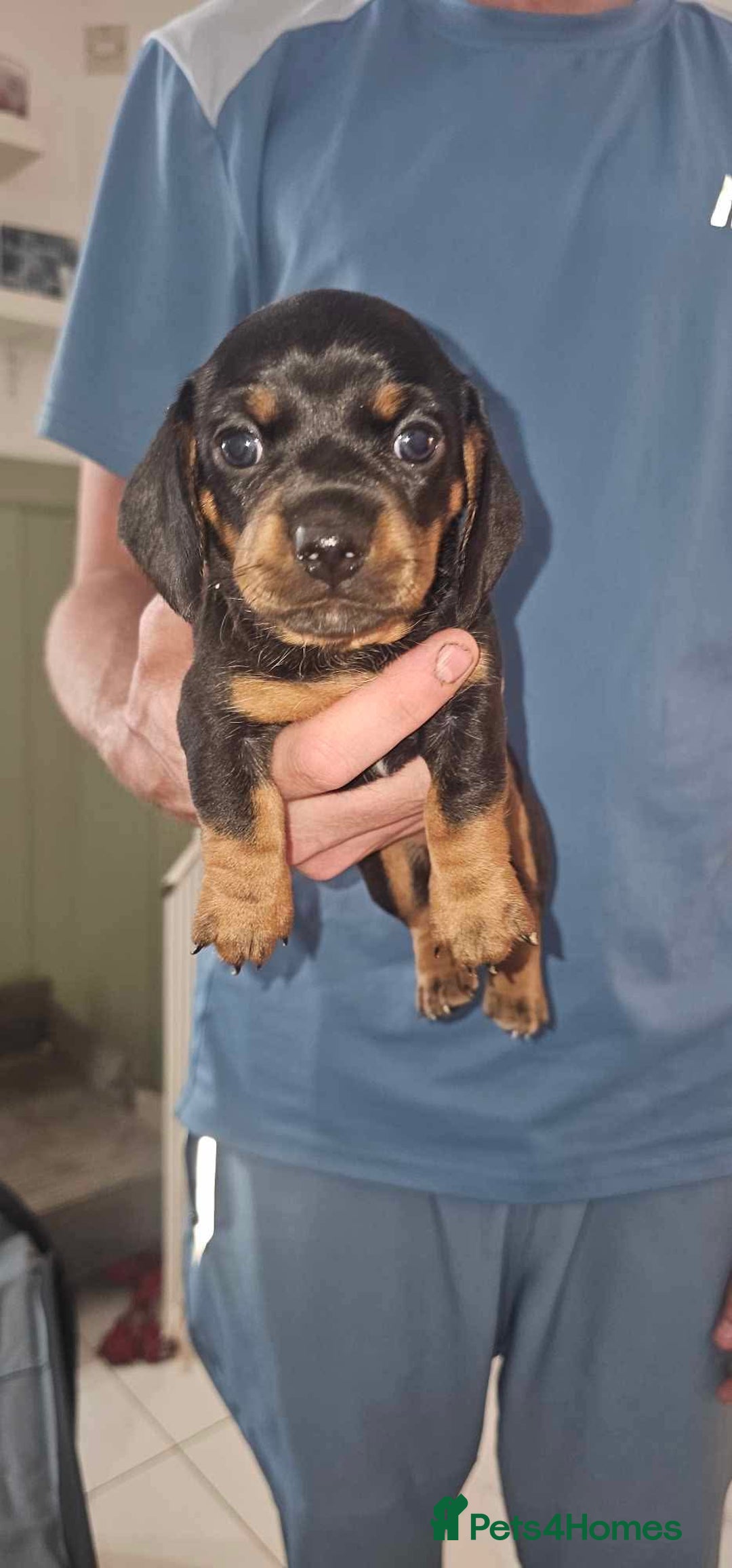 Miniature Dachshund dogs for sale: Beautiful Miniature Dauschaund  in Bradford - Image 3