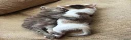 Mixed Breed cats for sale: Kittens ready to go now in Mirfield - Advert 3