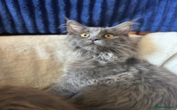 Maine Coon cats for sale: Blue Maine Coon kittens - Image 18