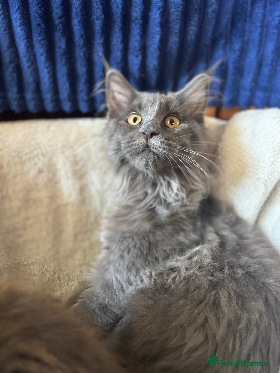 Maine Coon cats for sale: Blue Maine Coon kittens - Image 18