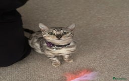 Bengal cats for sale: Rehoming Silver Bengal  - Image 1