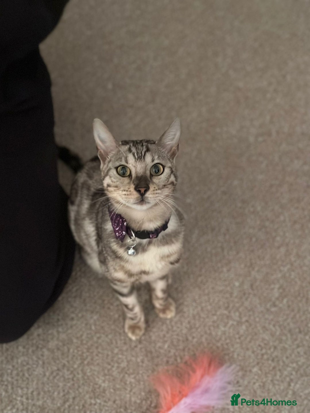 Bengal cats for sale: Rehoming Silver Bengal  - Image 1