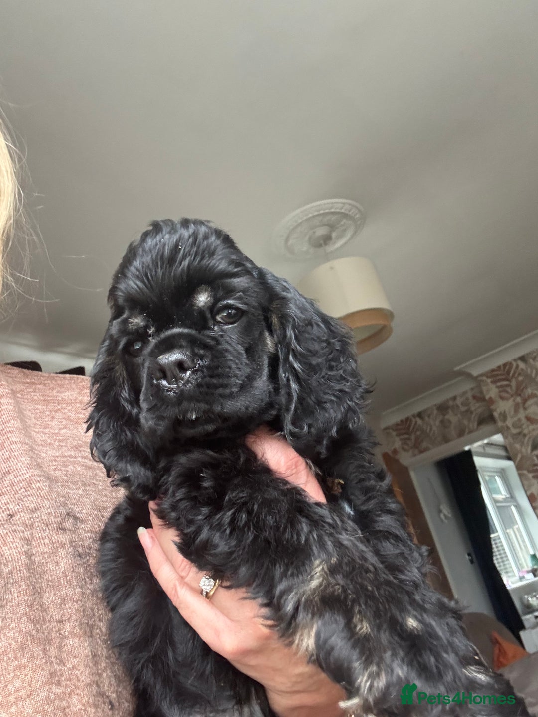 American Cocker Spaniel dogs for sale: KC reg American puppies - Advert 5