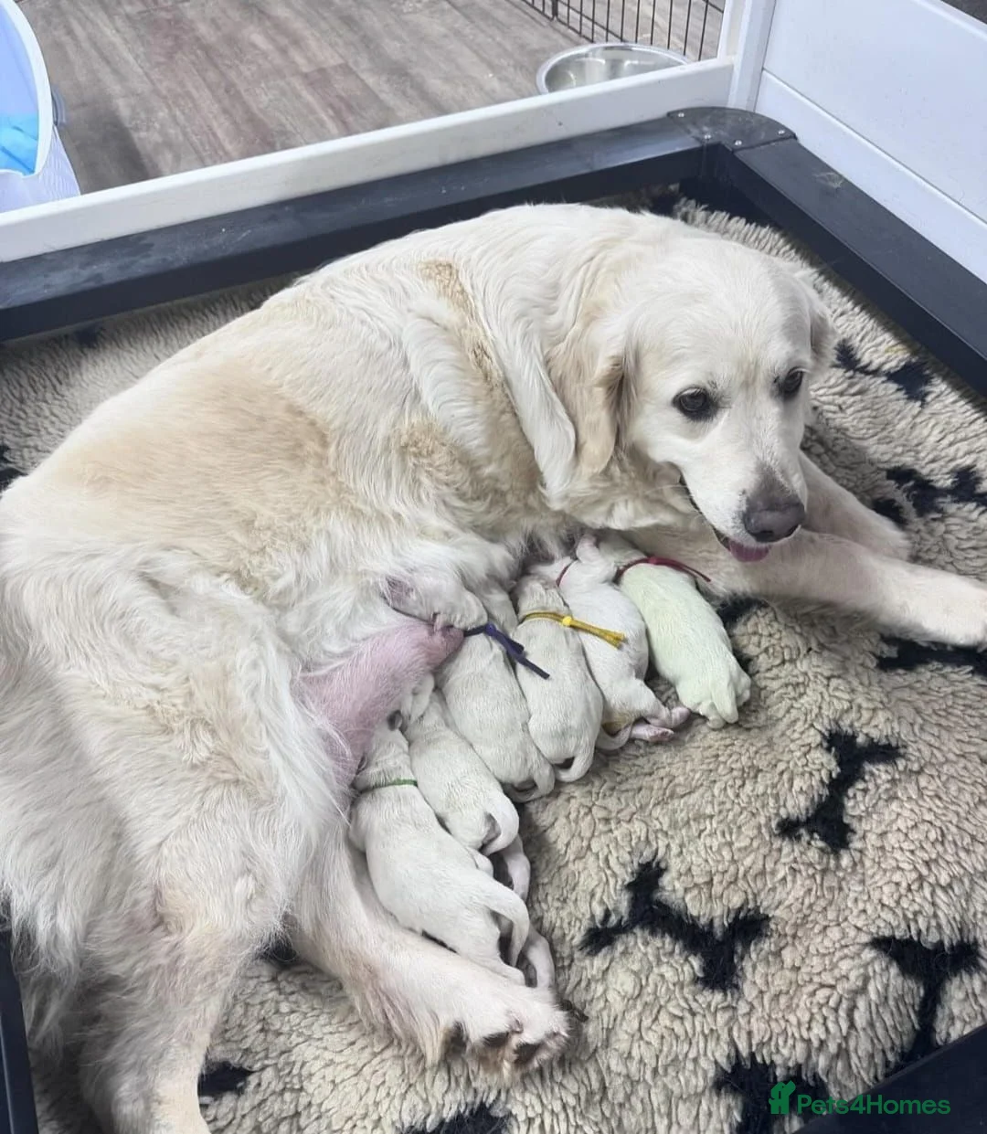 Golden Retriever dogs for sale: CHUNKY STRONG HEALTH TESTED PUPPIES  in Huddersfield - Advert 5