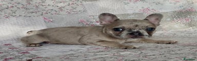 French Bulldog Puppy 1