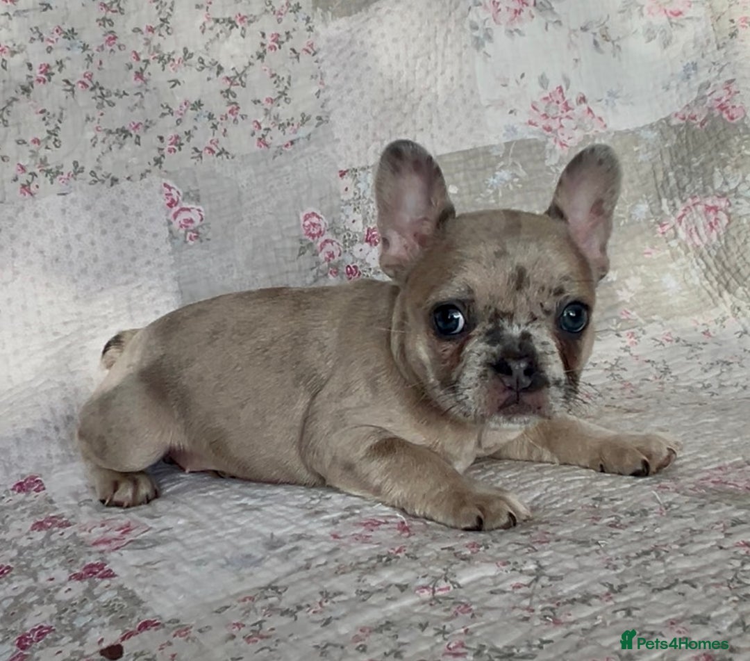 French Bulldog dogs for sale: Outstanding Frenchie Babies  - Advert 17