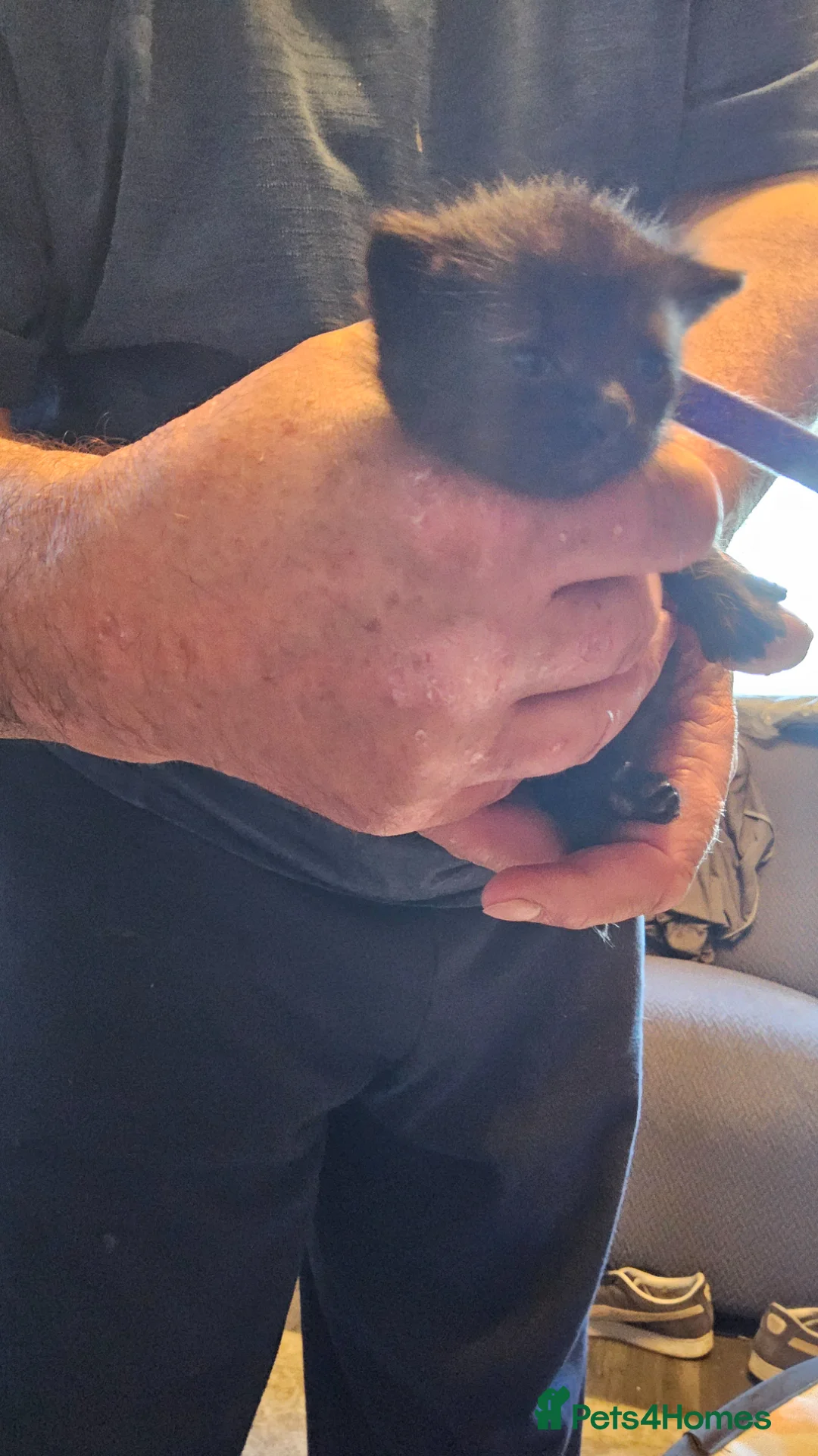 Mixed Breed cats for sale: 4 cute kittens  - Advert 2