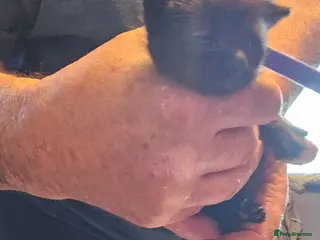 Mixed Breed cats 4 cute kittens - Advert 3