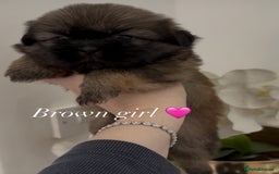 Shih Tzu dogs for sale: 4 shih tzu puppies for sale  - Image 4