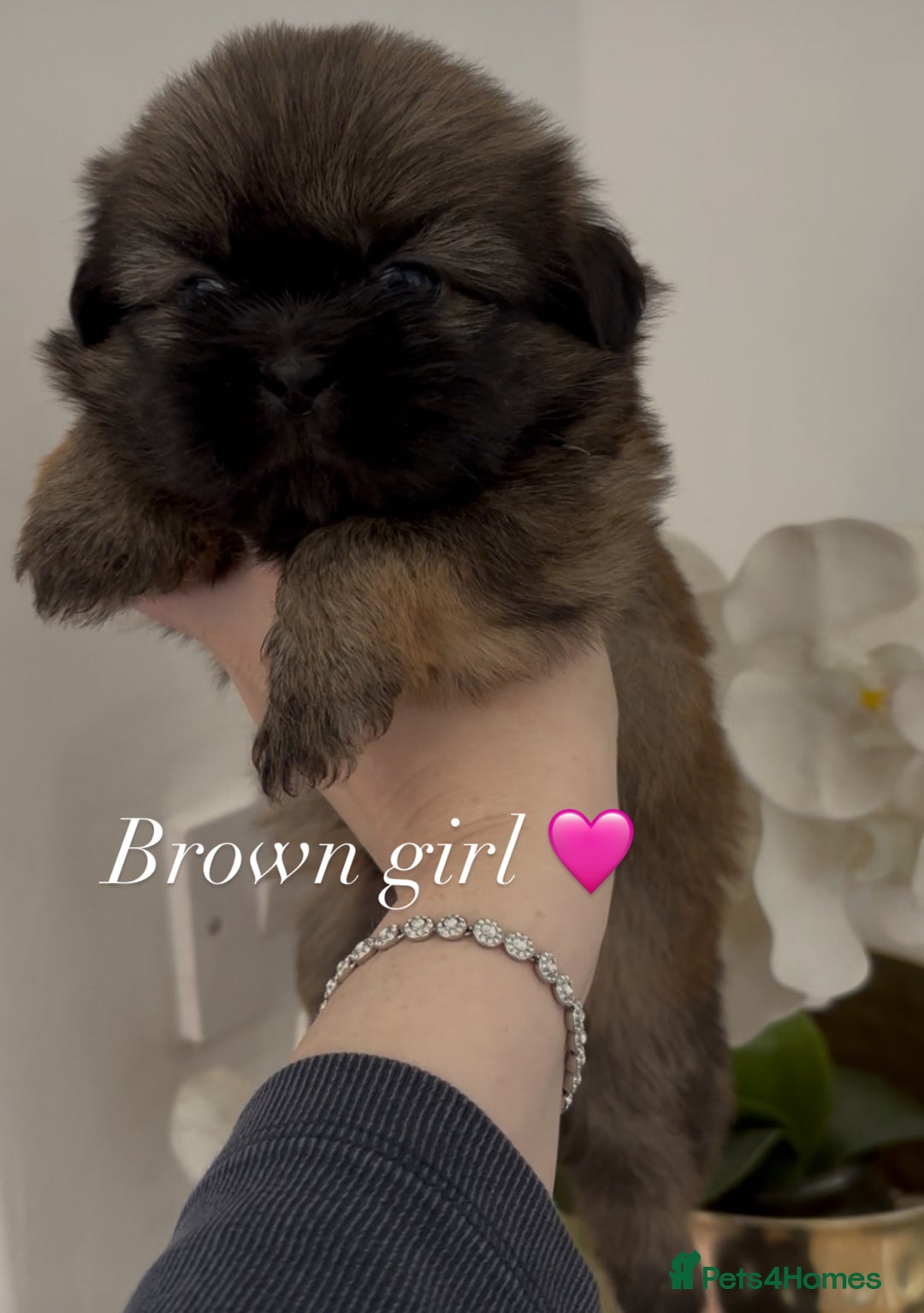 Shih Tzu dogs for sale: 4 shih tzu puppies for sale  - Image 4