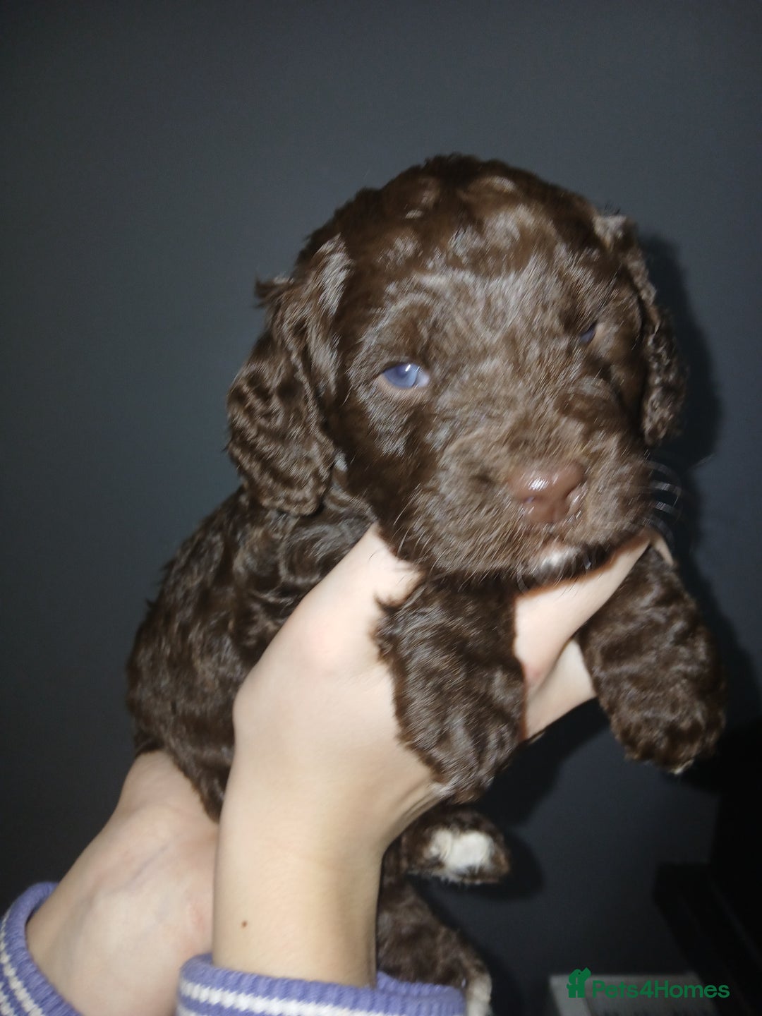 Cockapoo dogs for sale: F1 miniature cockapoos available 16th feb - Advert 8