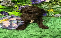 Toy Poodle dogs for sale: KC registered toy poodles - Image 9