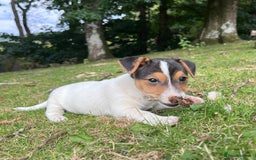 Jack Russell dogs for sale: Gorgeous Jack Russell puppies - Image 5