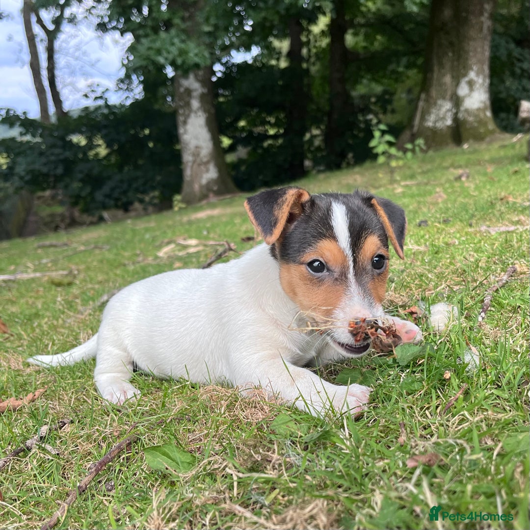 Jack Russell dogs for sale: Gorgeous Jack Russell puppies - Image 5