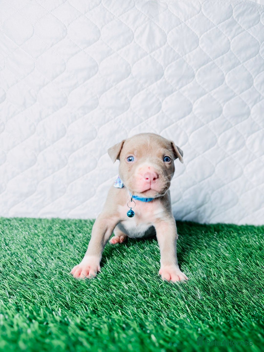 American Bully dogs for sale:  Bully x Staffie pups (2 Boys left) - Advert 24