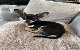 Chihuahua dogs for sale: Seeking a warm lap. - Image 7