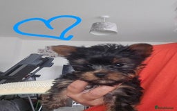 Yorkshire Terrier dogs for sale: Tiny gorgeous baby boys - Image 13