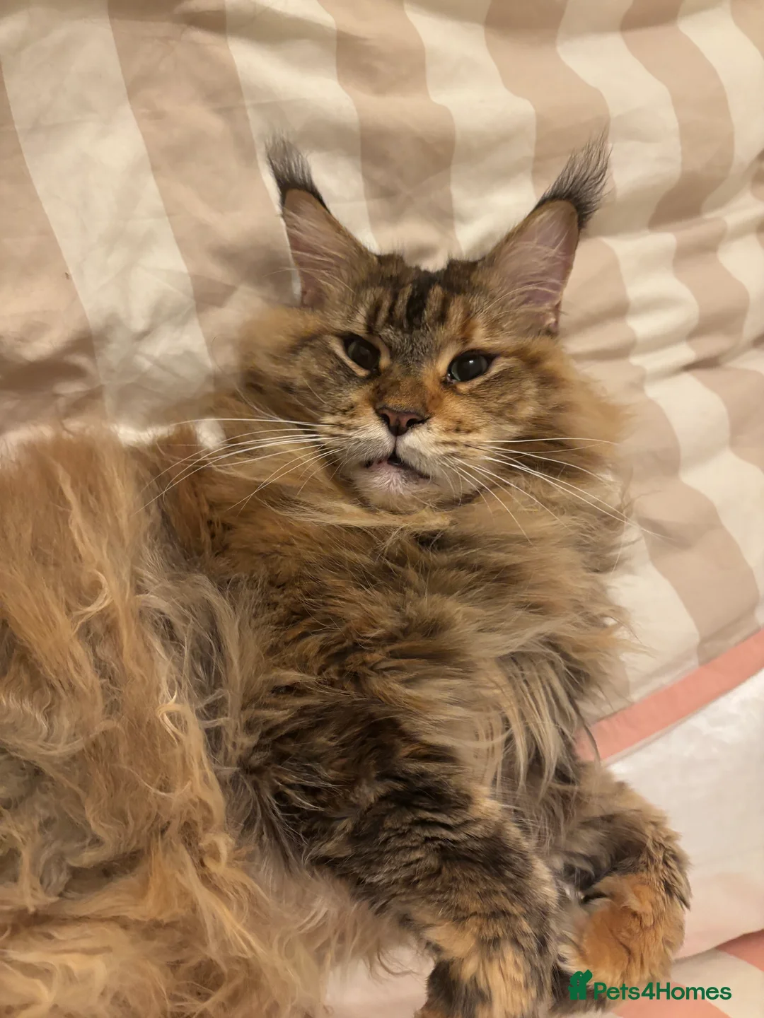 Maine Coon cats for sale: Siberian Maine Coon Cat  in Southampton - Advert 3