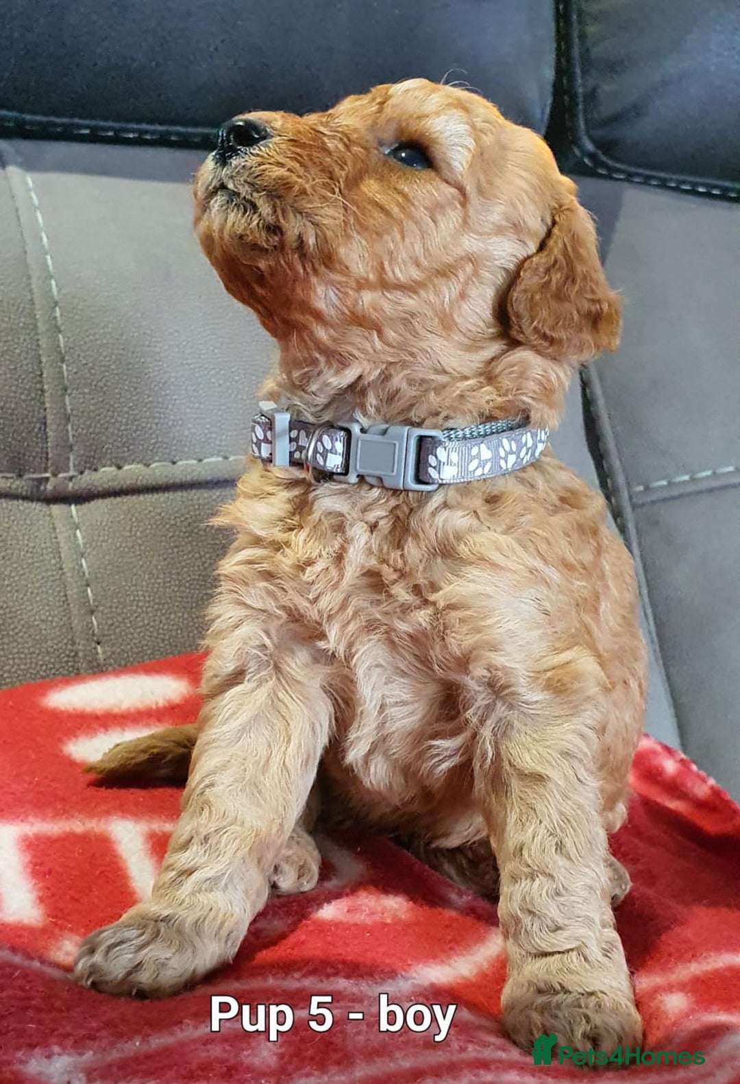 Goldendoodle dogs for sale: F1B Miniature Golden Doodles - Advert 12