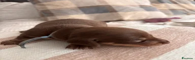 Miniature Dachshund 2