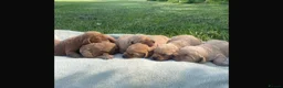 Labradoodle dogs for sale: F1 Miniature Labradoodle puppies  - Advert 15
