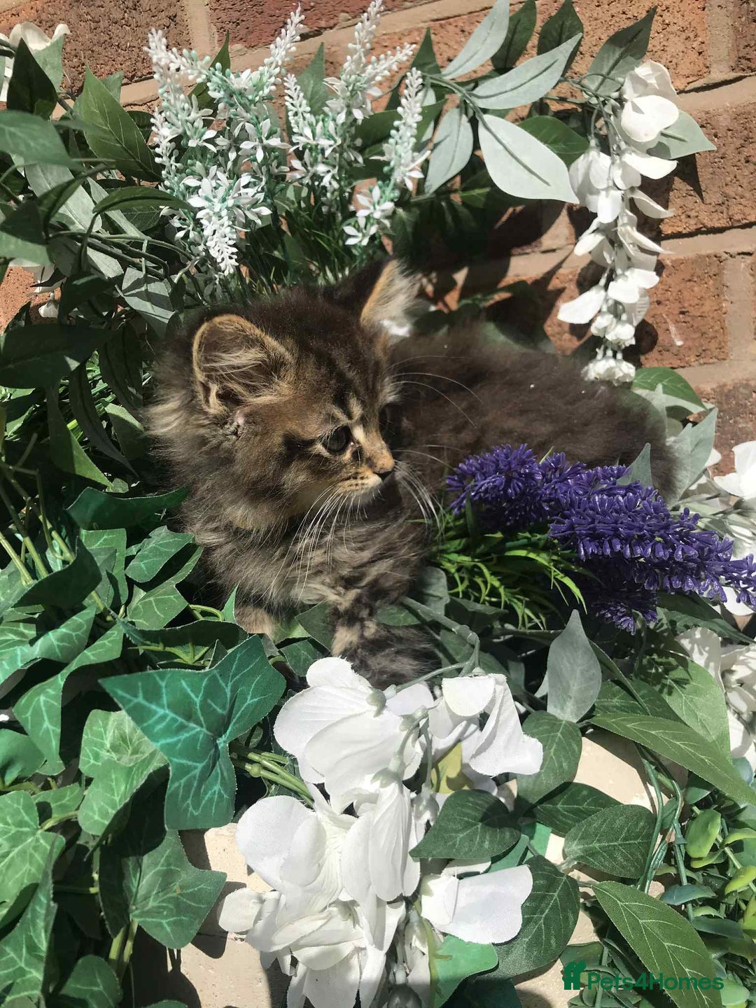 Maine Coon cats for sale: Maine coone kittens - Image 11