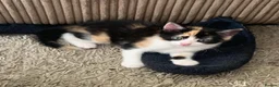Mixed Breed cats for sale: GORGEOUS CALICO SISTERS! - Advert 2