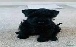 Miniature Schnauzer dogs for sale: Miniature Schnauzer for Sale  - Image 6