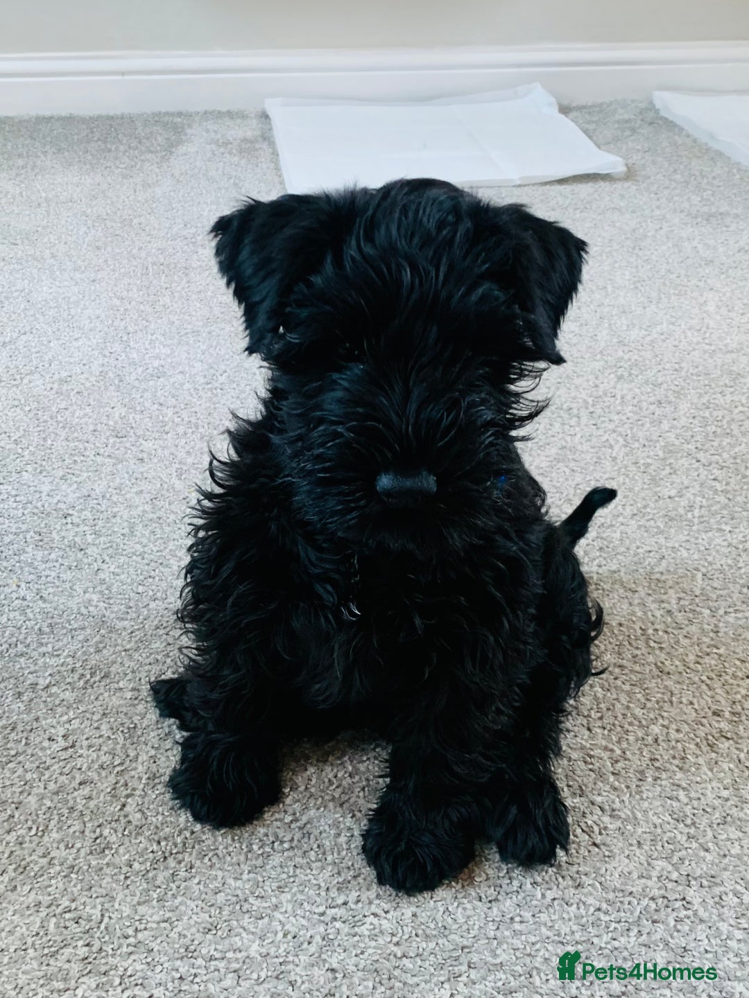 Miniature Schnauzer dogs for sale: Miniature Schnauzer for Sale  - Image 6
