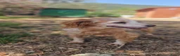 Brittany Spaniel dogs for adoption: Nela  in Tonypandy - Advert 2
