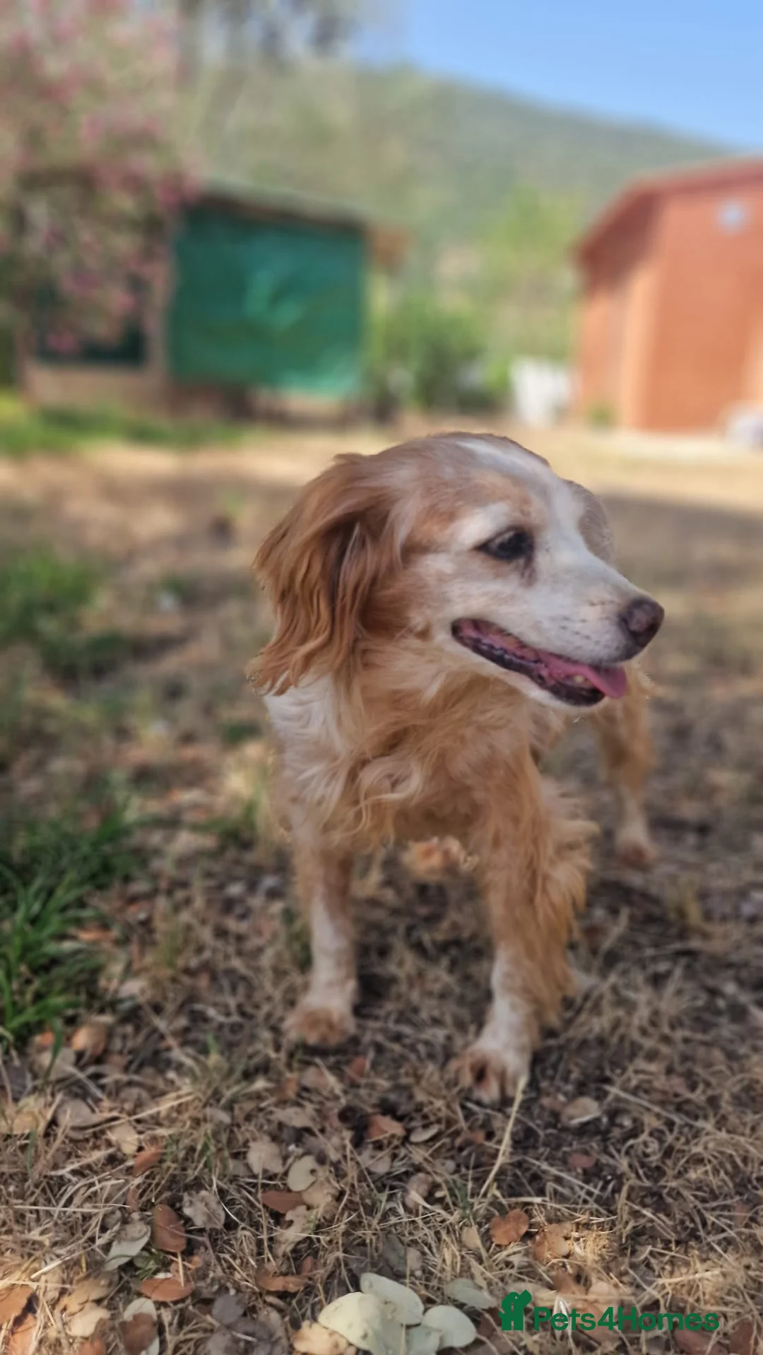 Brittany Spaniel dogs for adoption: Nela  in Tonypandy - Advert 2