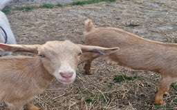 Goats livestock for sale: Registered Royal Golden Guernsey kids - Image 2