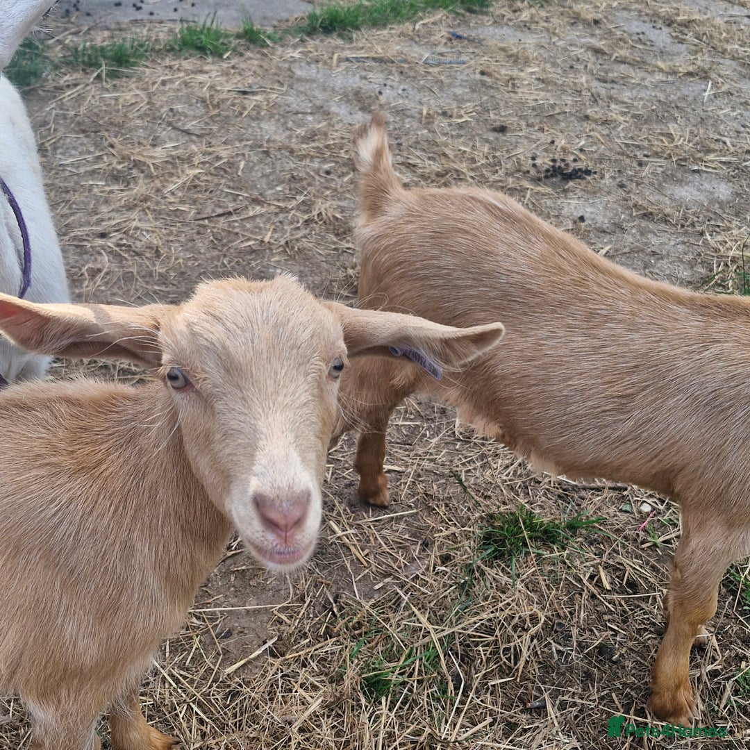 Goats livestock for sale: Registered Royal Golden Guernsey kids - Image 2