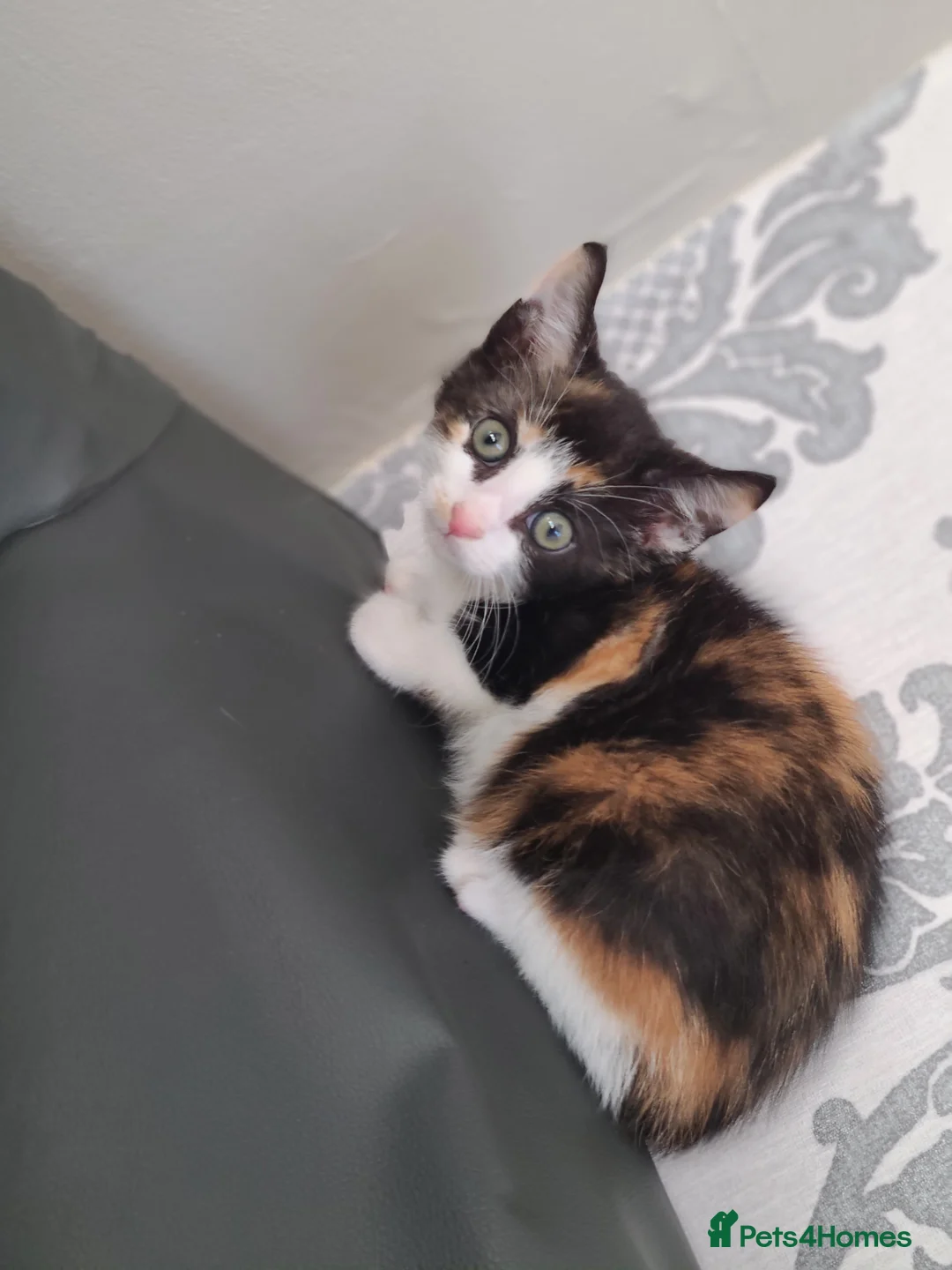 Mixed Breed cats for sale: 3 beautiful kittens ready now  - Advert 8