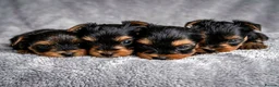 French Bulldog dogs for sale: Yorshire - Advert 6