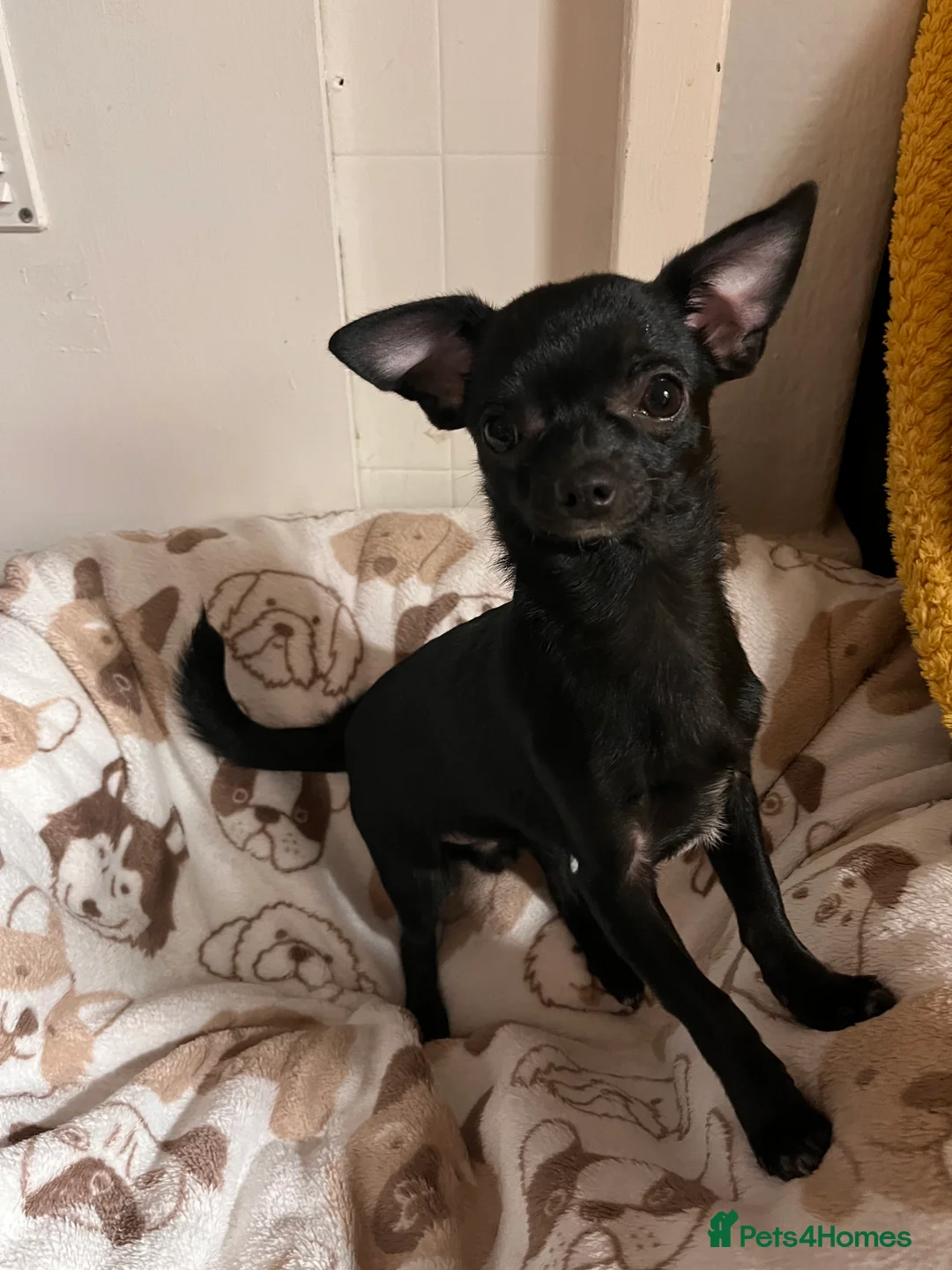 Chihuahua dogs for sale: Purebred Male Chihuahua Puppy - Advert 3