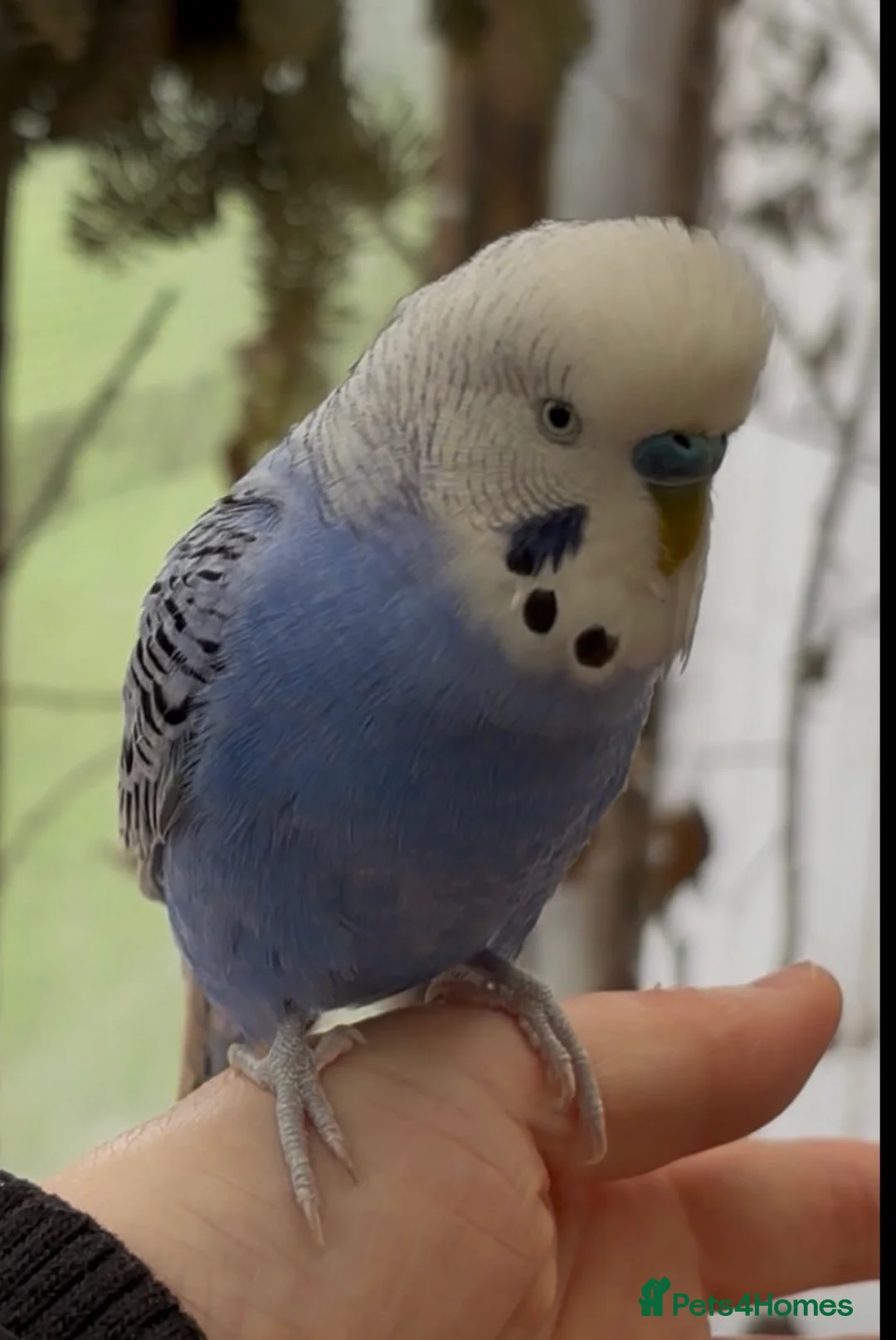 Budgerigars birds for sale: Beautiful Budgies for Sale - Advert 1
